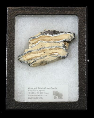 Mammoth Molar Slice - South Carolina #44085